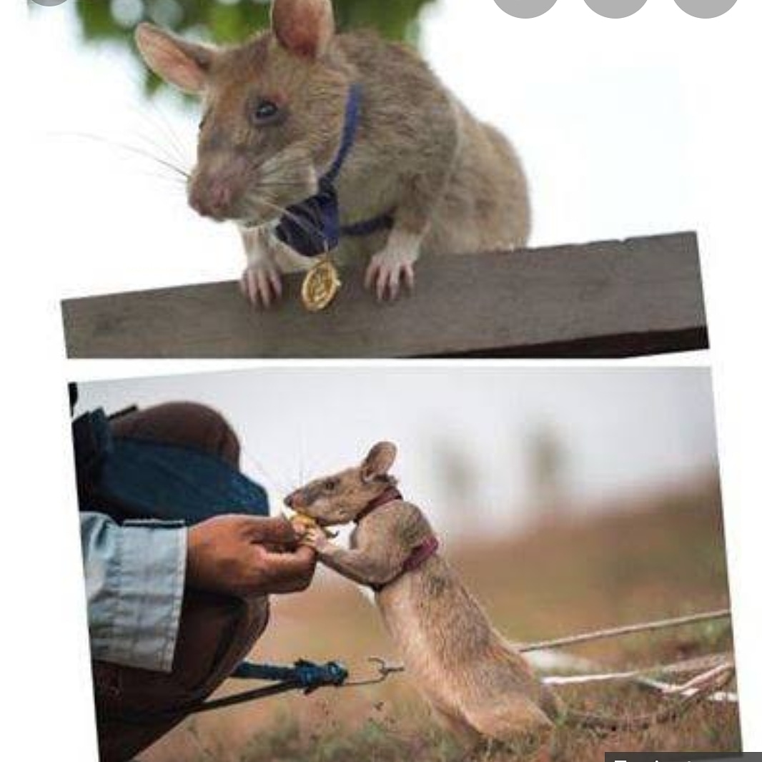 African giant rat called “Magawa” earns a Gold Medal in Cambodia