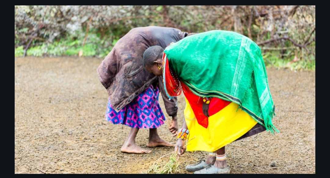 Farm Africa partners with Aldi UK to design a solar powered vegetable pack house in Kenya